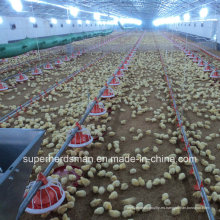 Equipo automático de aves de corral para granja de pollos de engorde